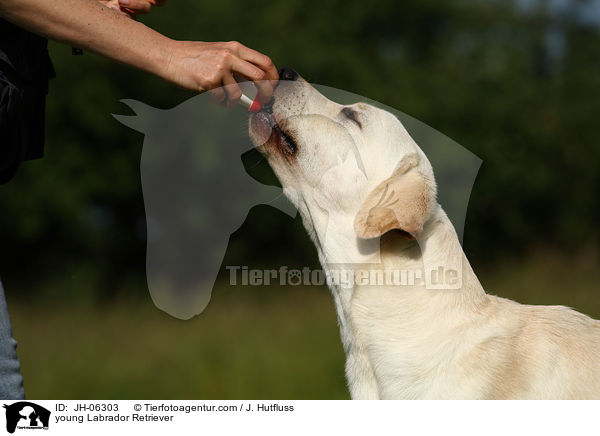 junger Labrador Retriever / young Labrador Retriever / JH-06303