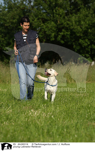 junger Labrador Retriever / young Labrador Retriever / JH-06314