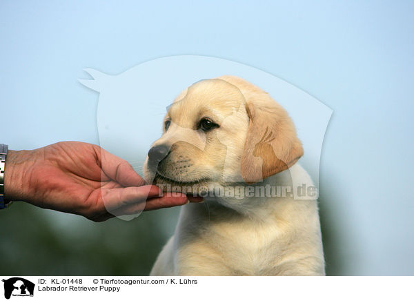 Labrador Retriever Welpe / Labrador Retriever Puppy / KL-01448