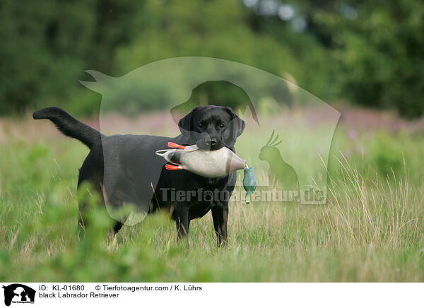 black Labrador Retriever / KL-01680