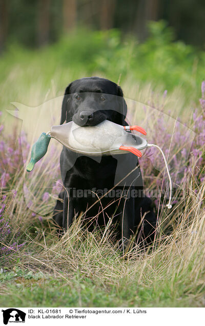 black Labrador Retriever / KL-01681