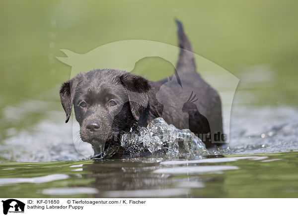 bathing Labrador Puppy / KF-01650