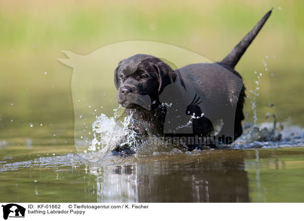 bathing Labrador Puppy / KF-01662