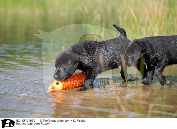 bathing Labrador Puppy / KF-01675