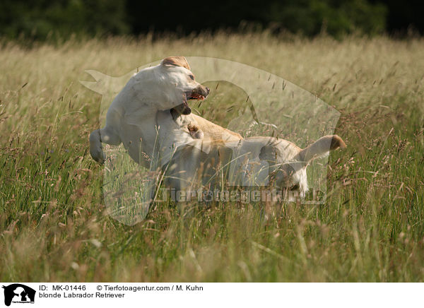 blonde Labrador Retriever / MK-01446