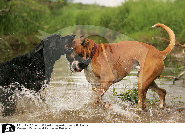 German Boxer and Labrador Retriever / KL-01754