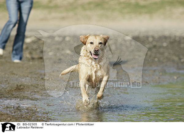Labrador Retriever / Labrador Retriever / BS-02305