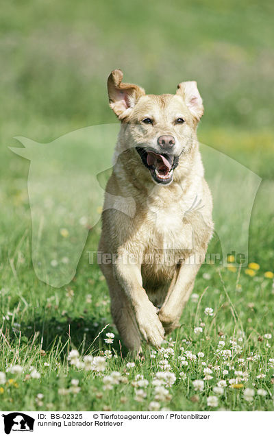 running Labrador Retriever / BS-02325