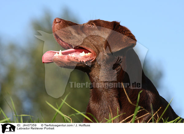 Labrador Retriever Portrait / Labrador Retriever Portrait / JH-07359