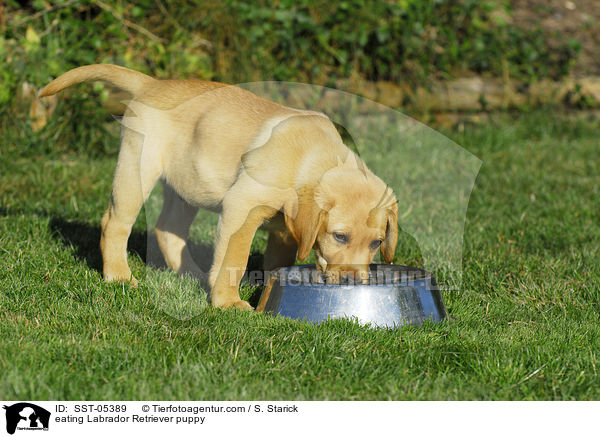 fressender Labrador Retriever Welpe / eating Labrador Retriever puppy / SST-05389