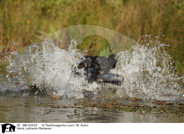 black Labrador Retriever / MK-02034