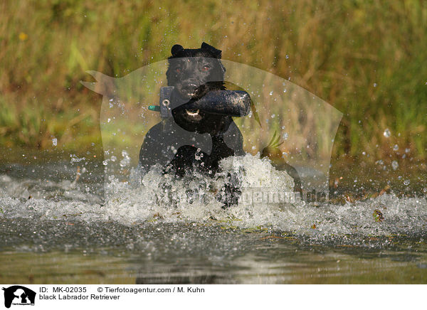 black Labrador Retriever / MK-02035