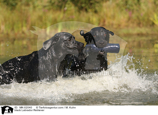 black Labrador Retriever / MK-02040