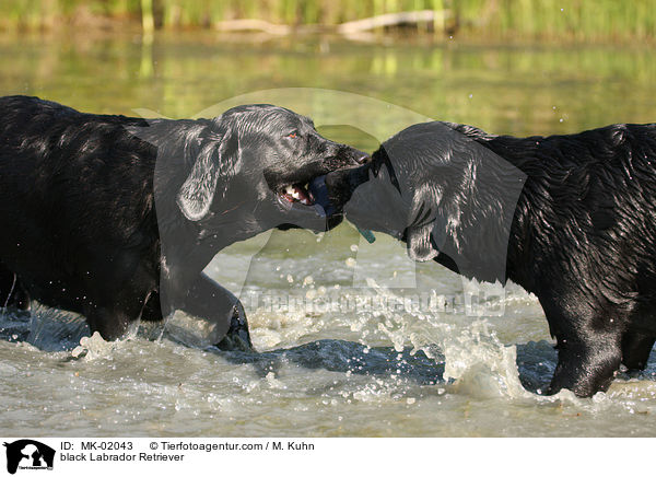black Labrador Retriever / MK-02043
