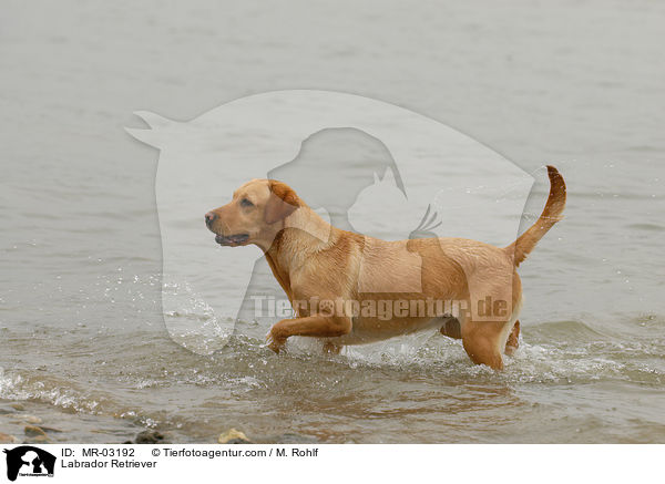 Labrador Retriever / MR-03192