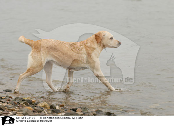 running Labrador Retriever / MR-03193