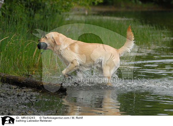 badender Labrador Retriever / bathing Labrador Retriever / MR-03243