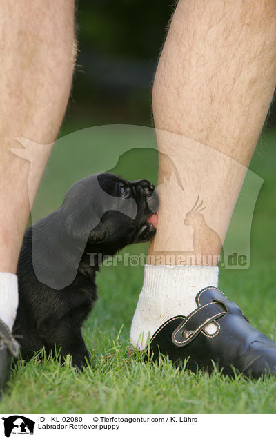 Labrador Retriever Welpe / Labrador Retriever puppy / KL-02080