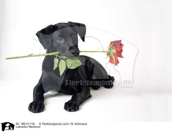 Labrador Retriever / NS-01119