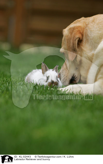 Labrador Retriever and bunny / KL-02443