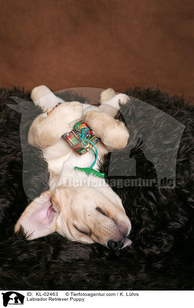 Labrador Retriever Puppy / KL-02463