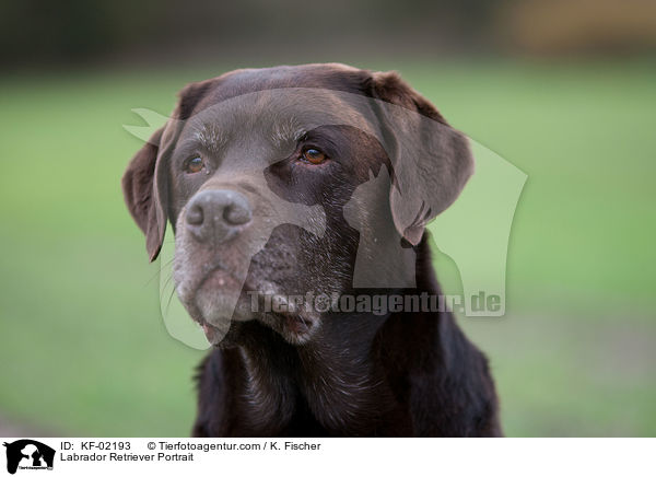 Labrador Retriever Portrait / KF-02193