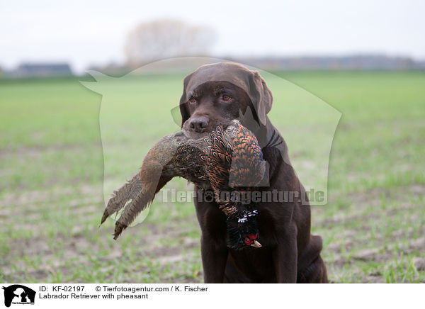 Labrador Retriever with pheasant / KF-02197