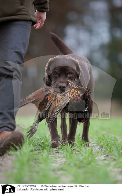 Labrador Retriever with pheasant / KF-02202