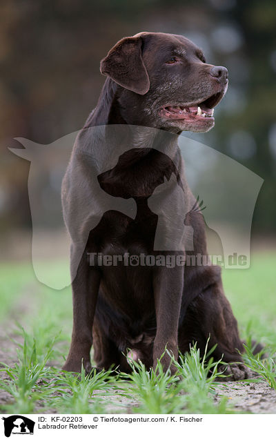 Labrador Retriever / KF-02203