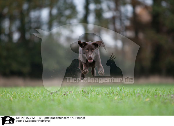 young Labrador Retriever / KF-02212