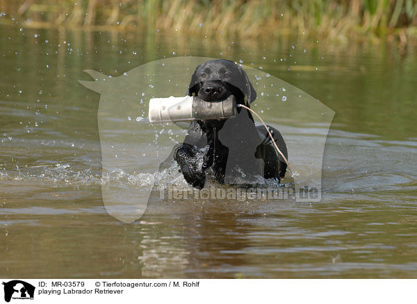 playing Labrador Retriever / MR-03579
