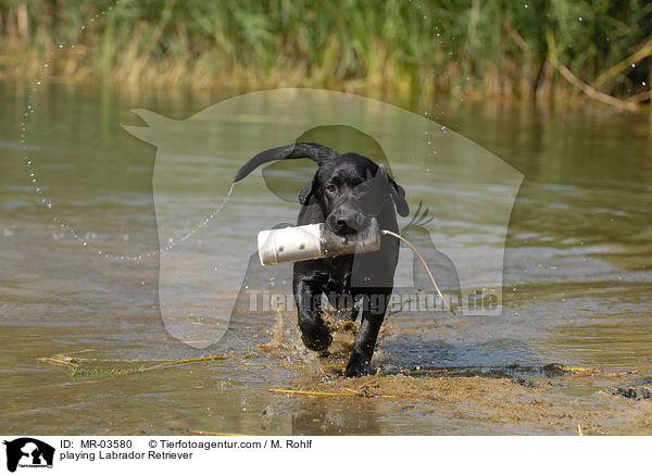 playing Labrador Retriever / MR-03580