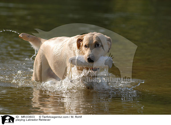 playing Labrador Retriever / MR-03603