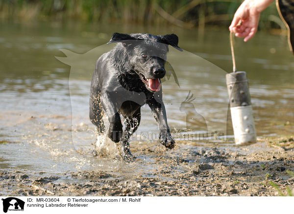 running Labrador Retriever / MR-03604