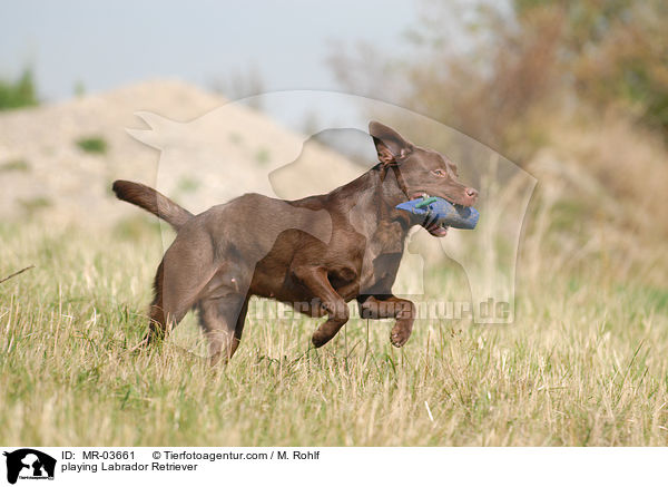 playing Labrador Retriever / MR-03661