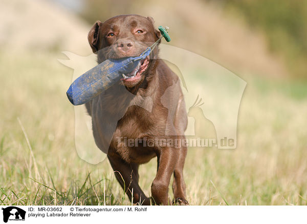 playing Labrador Retriever / MR-03662