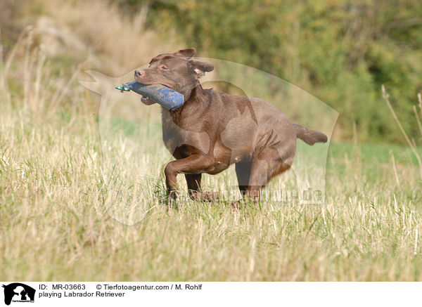 playing Labrador Retriever / MR-03663