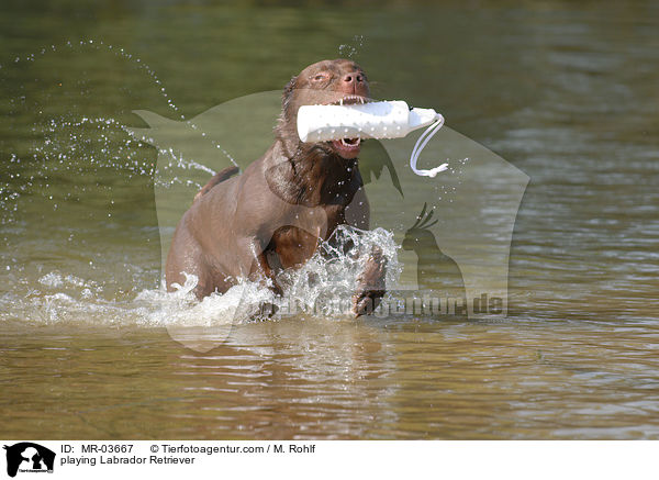 playing Labrador Retriever / MR-03667