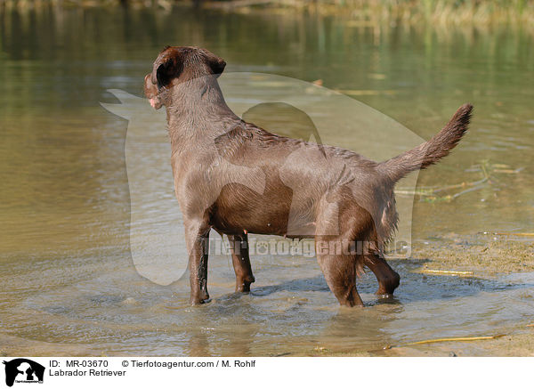 Labrador Retriever / MR-03670