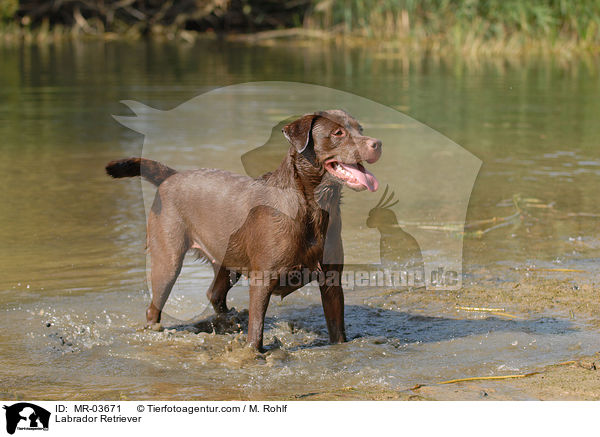 Labrador Retriever / MR-03671