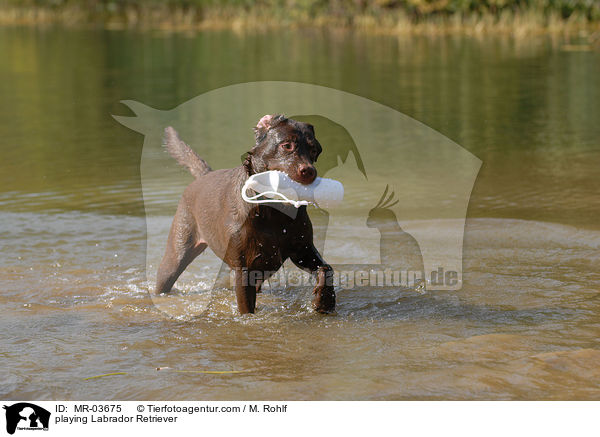 playing Labrador Retriever / MR-03675