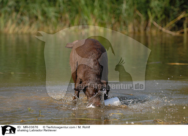 shaking Labrador Retriever / MR-03676