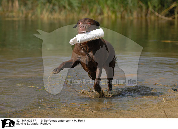 playing Labrador Retriever / MR-03677