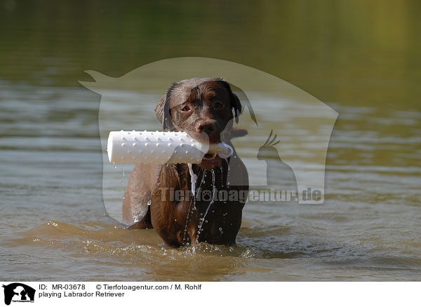 playing Labrador Retriever / MR-03678