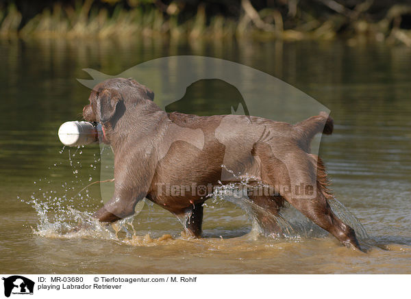 playing Labrador Retriever / MR-03680