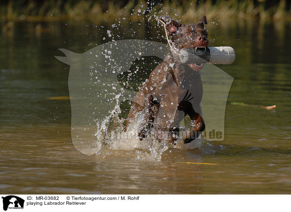 playing Labrador Retriever / MR-03682