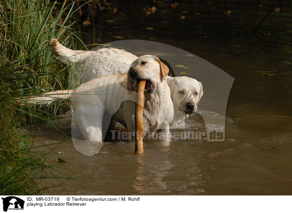 playing Labrador Retriever / MR-03719
