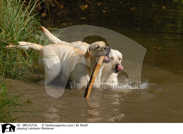 playing Labrador Retriever / MR-03720