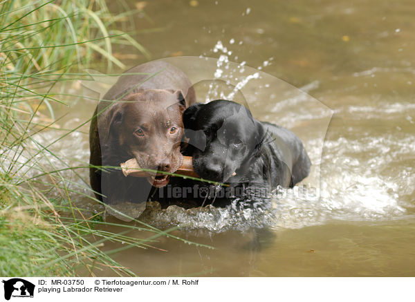 spielende Labrador Retriever / playing Labrador Retriever / MR-03750