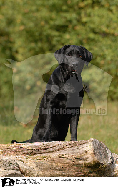 Labrador Retriever / Labrador Retriever / MR-03763